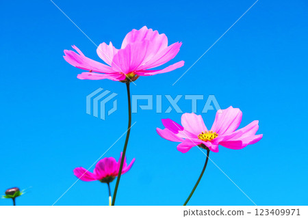 大波斯菊田中盛開的美麗風景 大波斯菊田中盛開的美麗風景 123409971