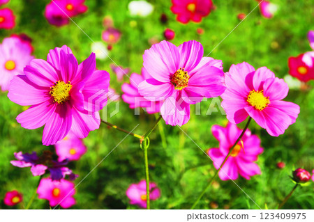 Beautiful scenery of cosmos in full bloom in a cosmos field 123409975