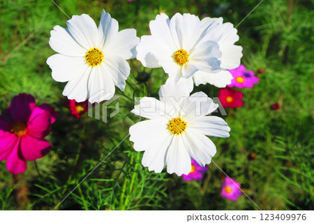Beautiful scenery of cosmos in full bloom in a cosmos field 123409976