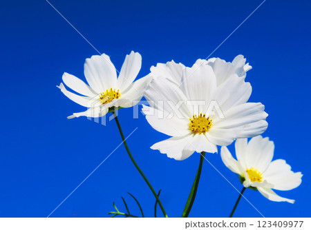 Beautiful scenery of cosmos in full bloom in a cosmos field 123409977
