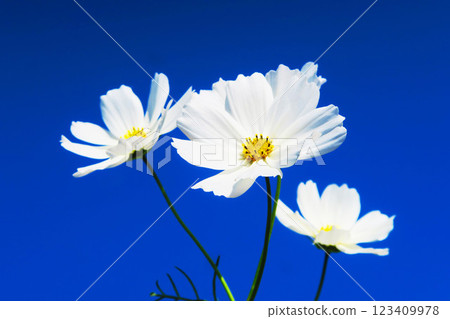 Beautiful scenery of cosmos in full bloom in a cosmos field 123409978