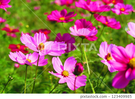 Beautiful scenery of cosmos in full bloom in a cosmos field Beautiful scenery of cosmos in full bloom in a cosmos field 123409985