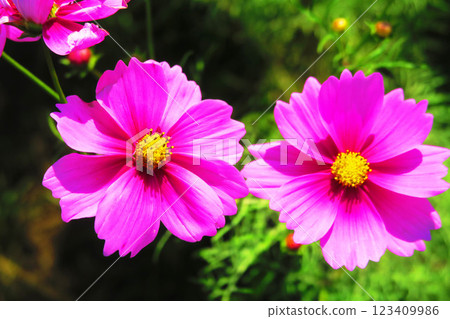 大波斯菊田中盛開的美麗風景 大波斯菊田中盛開的美麗風景 123409986