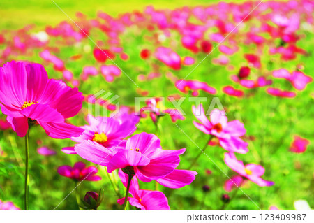 大波斯菊田中盛開的美麗風景 123409987