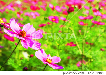 Beautiful scenery of cosmos in full bloom in a cosmos field 123409988