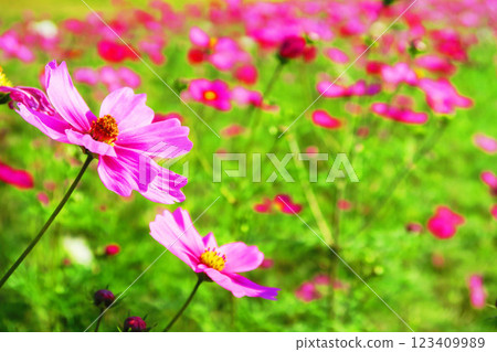 Beautiful scenery of cosmos in full bloom in a cosmos field Beautiful scenery of cosmos in full bloom in a cosmos field 123409989