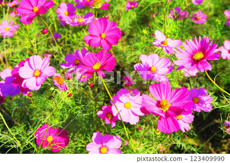 大波斯菊田中盛開的美麗風景 123409990