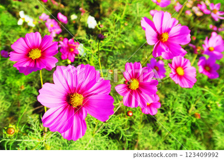 Beautiful scenery of cosmos in full bloom in a cosmos field Beautiful scenery of cosmos in full bloom in a cosmos field 123409992