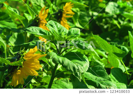 都市農業公園秋季盛開的向日葵（東京都足立區） 123410033