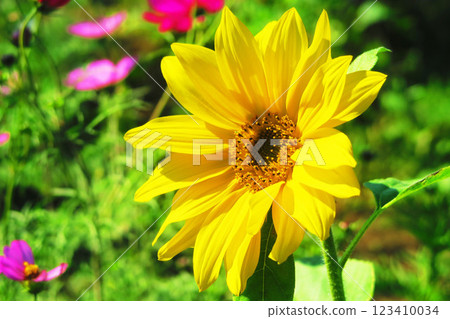 都市農業公園秋季盛開的向日葵（東京都足立區） 123410034