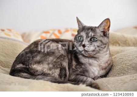 Sabi cat 123410093