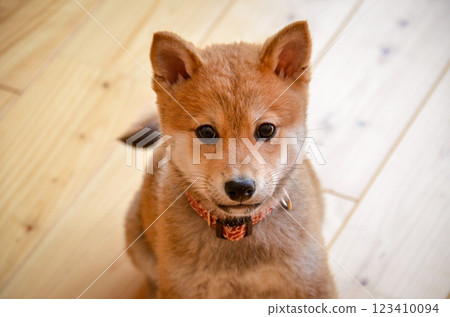 柴犬小狗 123410094