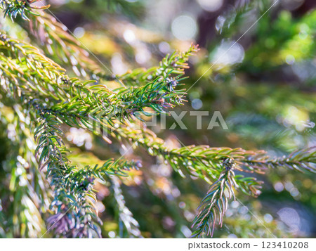 冬季雪松樹葉特寫 15 123410208
