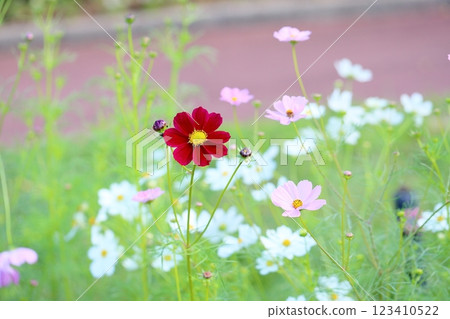 清新的波斯菊 123410522