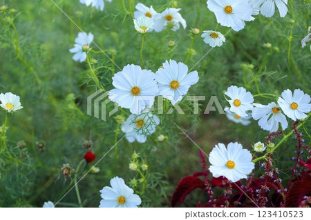 清新的波斯菊 123410523