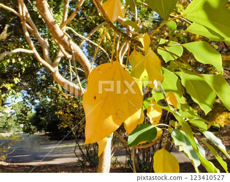 Autumn leaves of Kakuremino 123410527