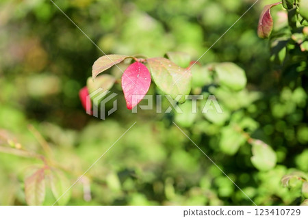 Colored leaves of the Japanese yew tree, autumn leaves Colored leaves of the Japanese yew tree, autumn leaves 123410729