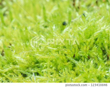 Macro photography of moss in the early spring forest 06 Macro photography of moss in the early spring forest 06 123410846