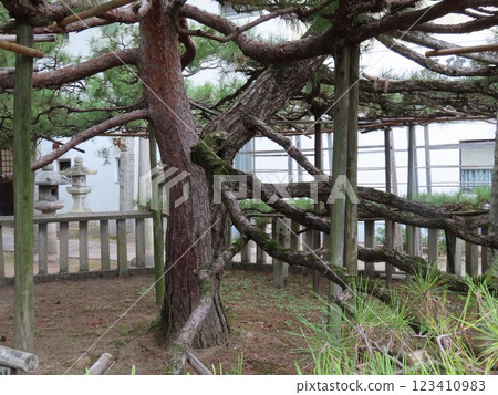 高砂神社，位於兵庫縣高砂市，以相生鬆而聞名，是高砂的能劇和遙曲場景之一。 123410983