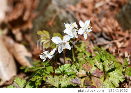 日向王連 123411062