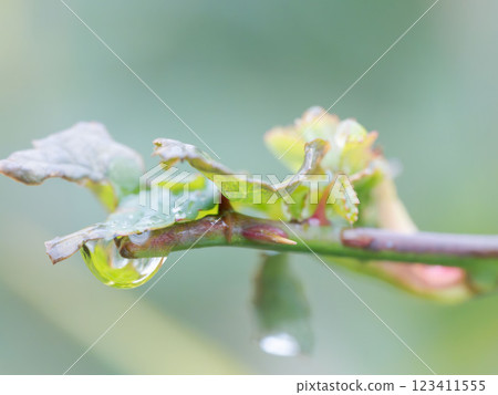雨後野草上的水珠11 雨後野草上的水珠11 123411555