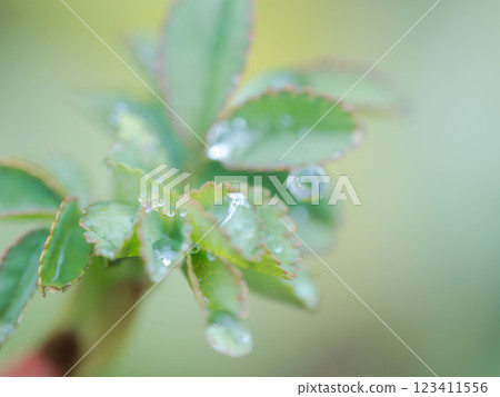 雨後野草上滴落的水珠12 123411556