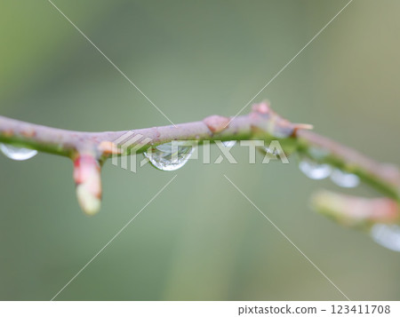 雨後樹枝上的水珠 07 雨後樹枝上的水珠 07 123411708