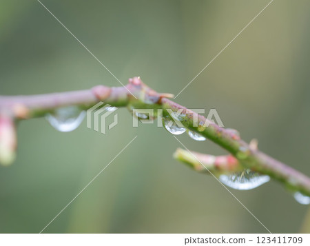 雨後樹枝上的水珠 08 123411709