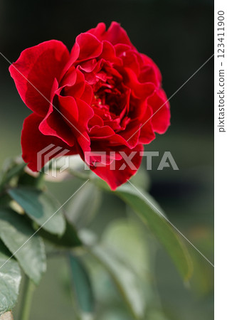 Beautiful purplish red roses under sunlight in rose garden. Floral natural background with rose flower. Beautiful purplish red roses under sunlight in rose garden. Floral natural background with rose flower. 123411900