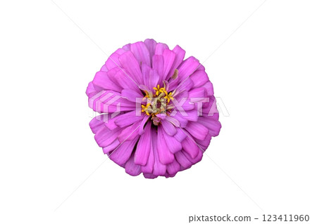 Pink zinnia elegans dahlia flower 123411960