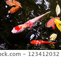 彩色鯉魚和樹葉 123412032