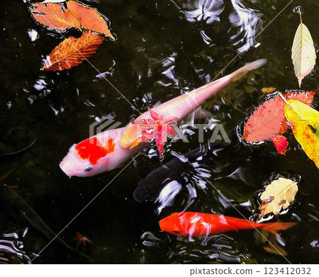 彩色鯉魚和樹葉 彩色鯉魚和樹葉 123412032
