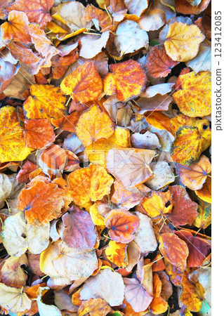 Autumn image of fallen leaves 123412085