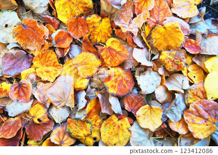 秋天落葉的形象 123412086