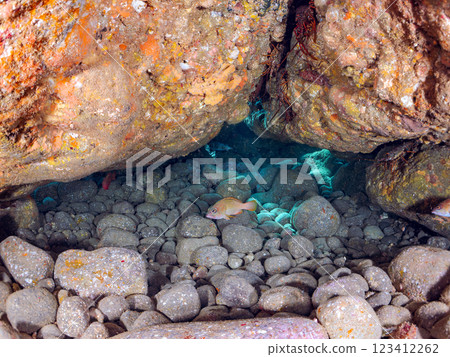 生活在水下洞穴中的大型美麗紅石斑魚(石斑魚家族)。 靜岡縣伊豆半島加茂郡南伊豆町中木広濱2024 生活在水下洞穴中的大型美麗紅石斑魚(石斑魚家族)。 靜岡縣伊豆半島加茂郡南伊豆町中木広濱2024 123412262