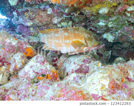 生活在水下洞穴中的大型美麗紅石斑魚（石斑魚家族）。 靜岡縣伊豆半島加茂郡南伊豆町中木広濱2024 123412263