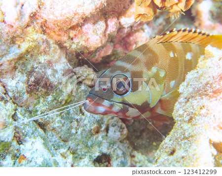 一條大而美麗的紅石斑魚（科：紅石斑魚科）。 被吞食的蝦子的觸角從其嘴裡伸出。 123412299