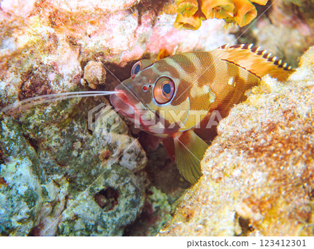 A large, beautiful red spotted grouper (family: Grouper) with the antennae of a devoured prawn protruding from its mouth. 123412301