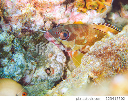 A large, beautiful red spotted grouper (family: Grouper) with the antennae of a devoured prawn protruding from its mouth. 123412302