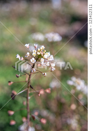 春田盛開的薺菜 春田盛開的薺菜 123412311