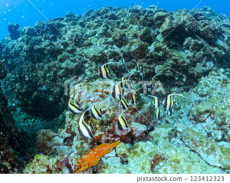 一群美麗的角斑魚（鯔魚科）、紅石斑魚（鰨魚科）和其他魚類。 靜岡縣伊豆半島加茂郡南伊豆町中木飛鎢海岸 123412323