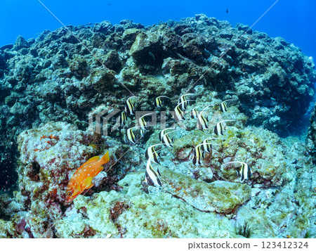 一群美麗的角斑魚（鯔魚科）、紅石斑魚（鰨魚科）和其他魚類。 靜岡縣伊豆半島加茂郡南伊豆町中木飛鎢海岸 123412324