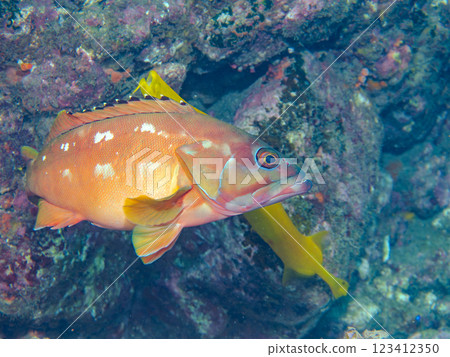 A large banded clubfish (family Ploceidae) and a red spotted grouper (family Sollenidae) hunting together. Nakagi Hirizo Beach, Minamiizu Town A large banded clubfish (family Ploceidae) and a red spotted grouper (family Sollenidae) hunting together. Nakagi Hirizo Beach, Minamiizu Town 123412350