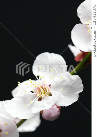 黑色背景下的白色梅花 黑色背景下的白色梅花 123412376
