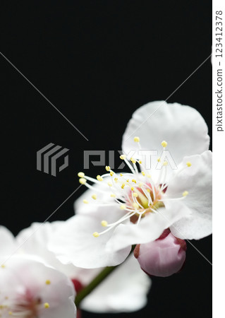 White plum blossoms emerge against a black background White plum blossoms emerge against a black background 123412378
