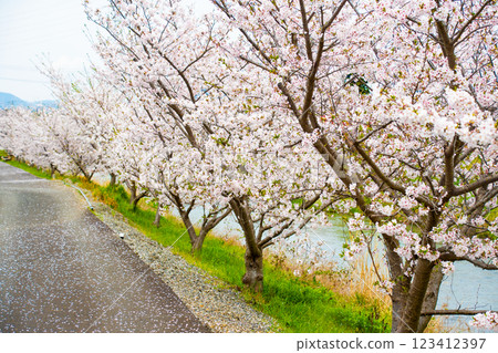 Somei-Yoshino cherry blossoms in full bloom along the river⑯ Somei-Yoshino cherry blossoms in full bloom along the river⑯ 123412397