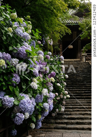 Hydoya的繡球花 123412489