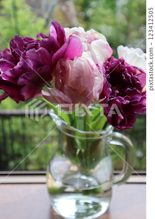 在花園裡種植雙花鬱金香 在花園裡種植雙花鬱金香 123412505