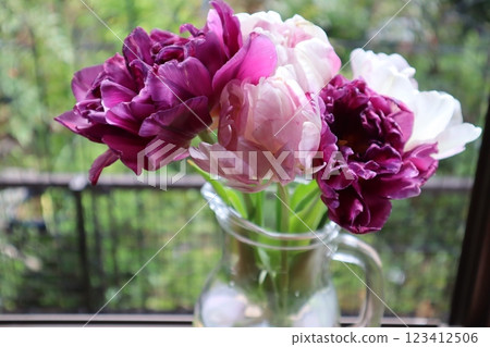 在花園裡種植雙花鬱金香 在花園裡種植雙花鬱金香 123412506
