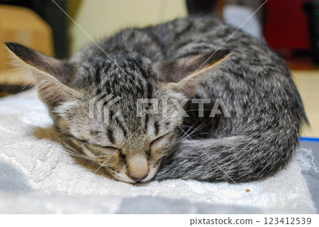 Sleeping kitten Sleeping kitten 123412539